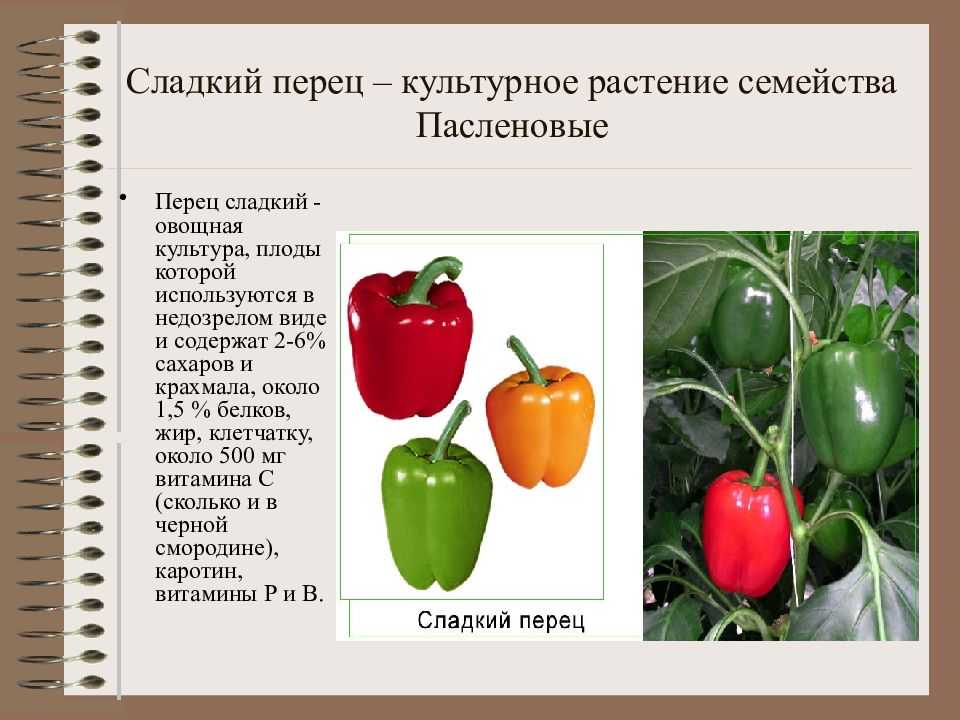Сладкий болгарский перец - польза и вред для здоровья