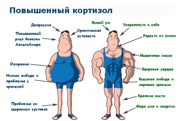 Кортизол: норма гормона. повышенный и пониженный уровень