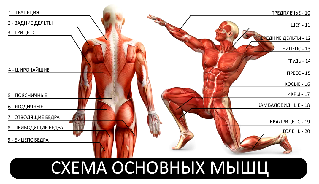 Как проработать большую, среднюю и минимальную ягодичные мышцы